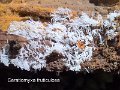 Ceratiomyxa fruticulosa-amf361